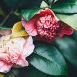Camelia's planten, snoeien en onderhouden