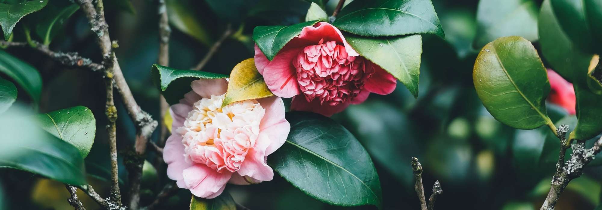 Camelia's planten, snoeien en onderhouden
