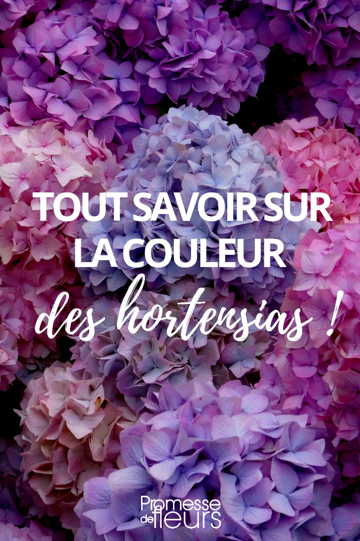 Kleuren van een hortensia