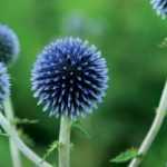 Echinops: planten, telen en onderhouden