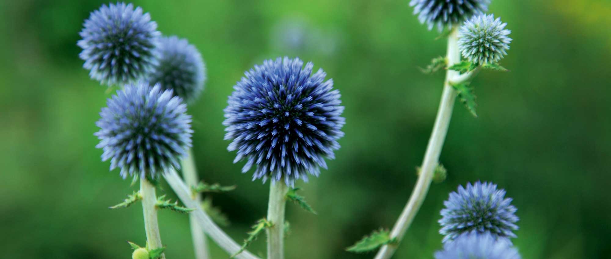 Echinops: planten, telen en onderhouden
