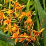 Hedychium: planten, telen en verzorgen