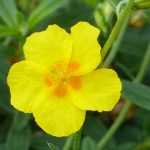 Zonneroosje: planten en kweektips