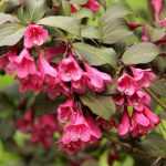 Weigelia: planten, telen, snoeien