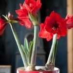 Amaryllis ouderwets? 4 stijlen die het tegendeel bewijzen!