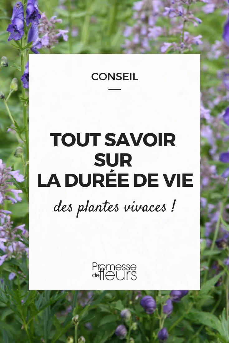 levensduur van vaste planten