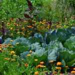 Je eerste moestuin aanleggen – gids voor beginners