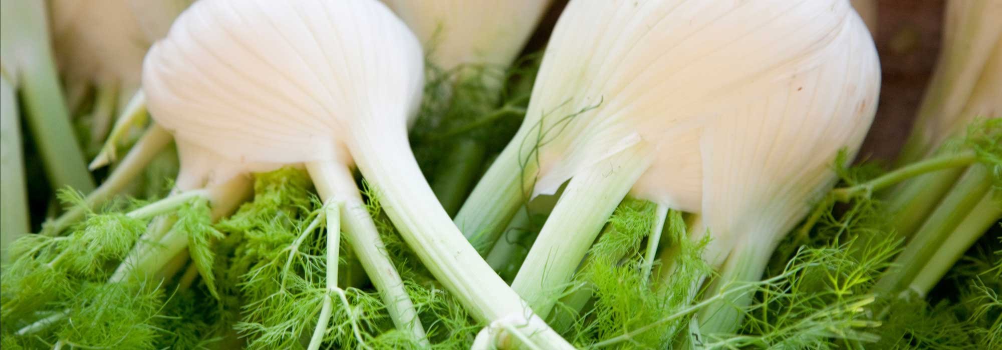 Venkel: zaaien, teelt, onderhoud en oogst