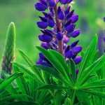 Lupine: zaaien, planten en onderhoud