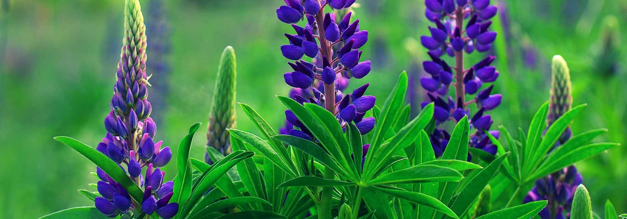 Lupine: zaaien, planten en onderhoud