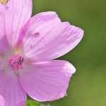 Mauve, malva: zaaien, planten, kweken