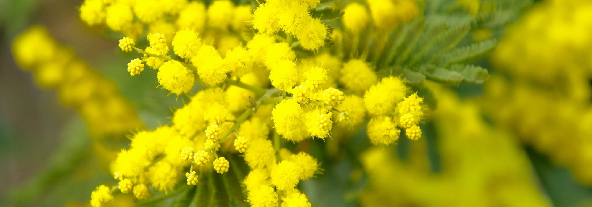 Mimosa planten, snoeien en onderhouden
