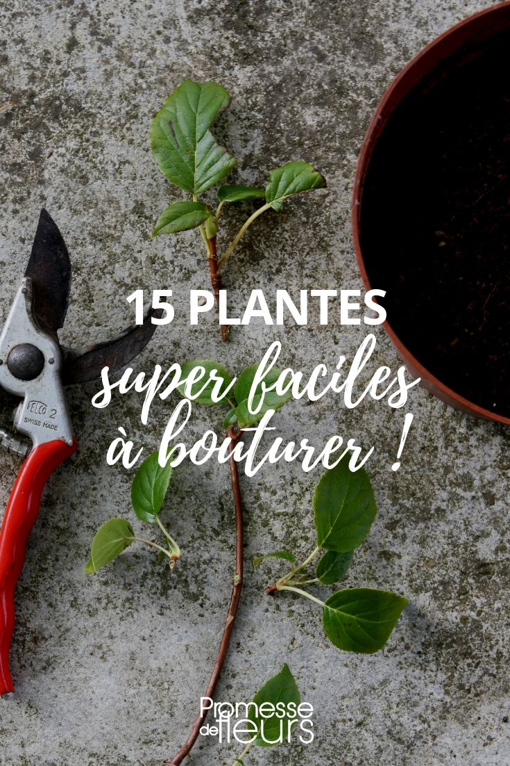 Stekken: de makkelijkste planten om te vermeerderen