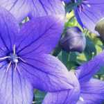 Platycodon: planten, kweken en verzorgen