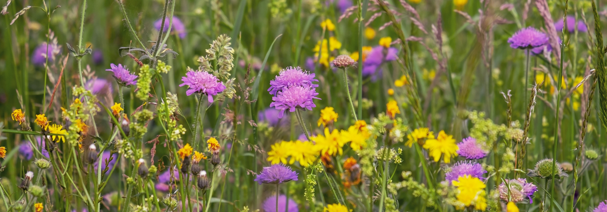 Een bloemenweide zaaien: waarom en hoe?