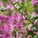 Hebe, struikveronica: planten, snoeien en onderhouden
