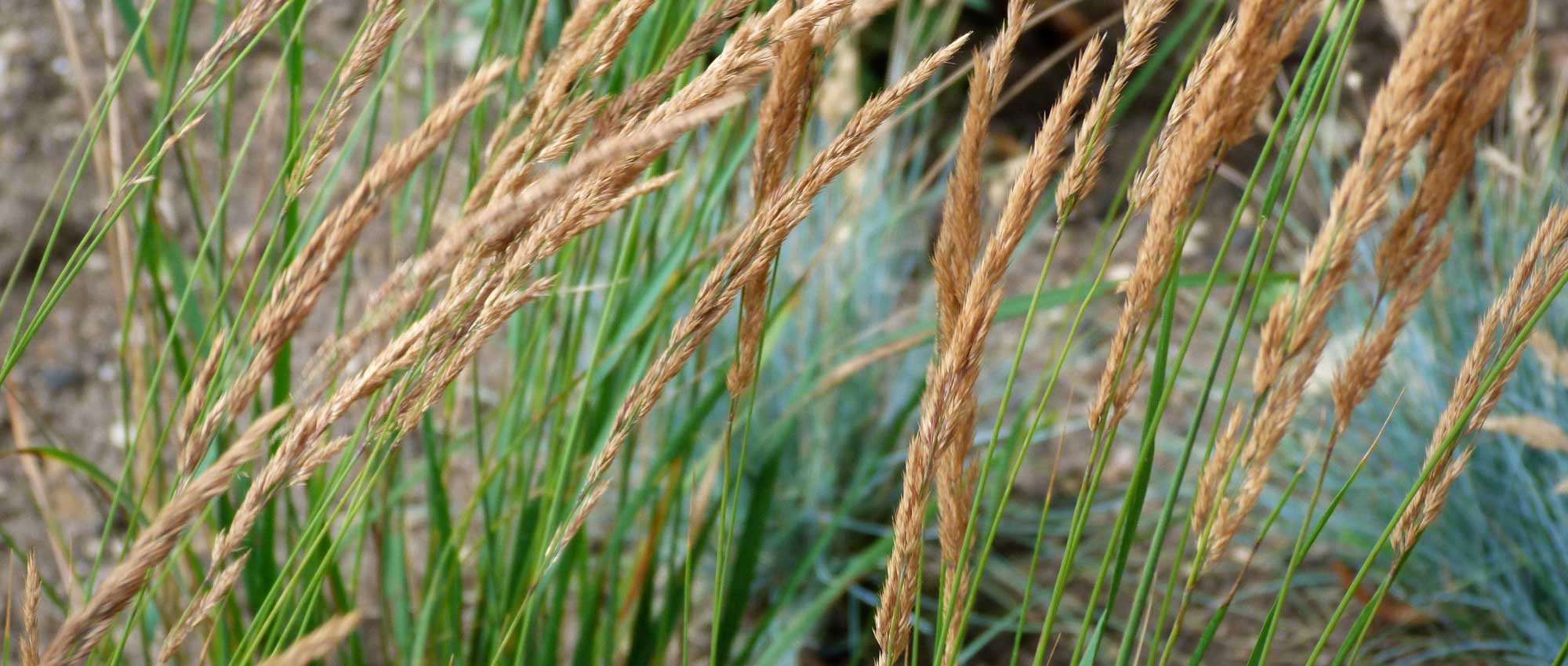 Calamagrostis: planten, telen en verzorgen