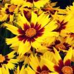 Coreopsis: zaaien, planten, telen