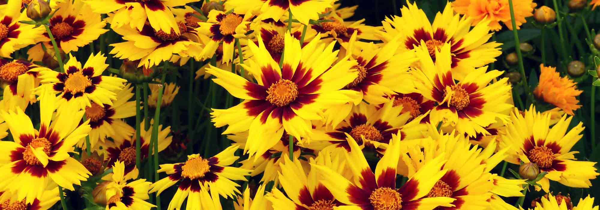 Coreopsis: zaaien, planten, telen