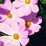 Cosmos: zaaien en planten