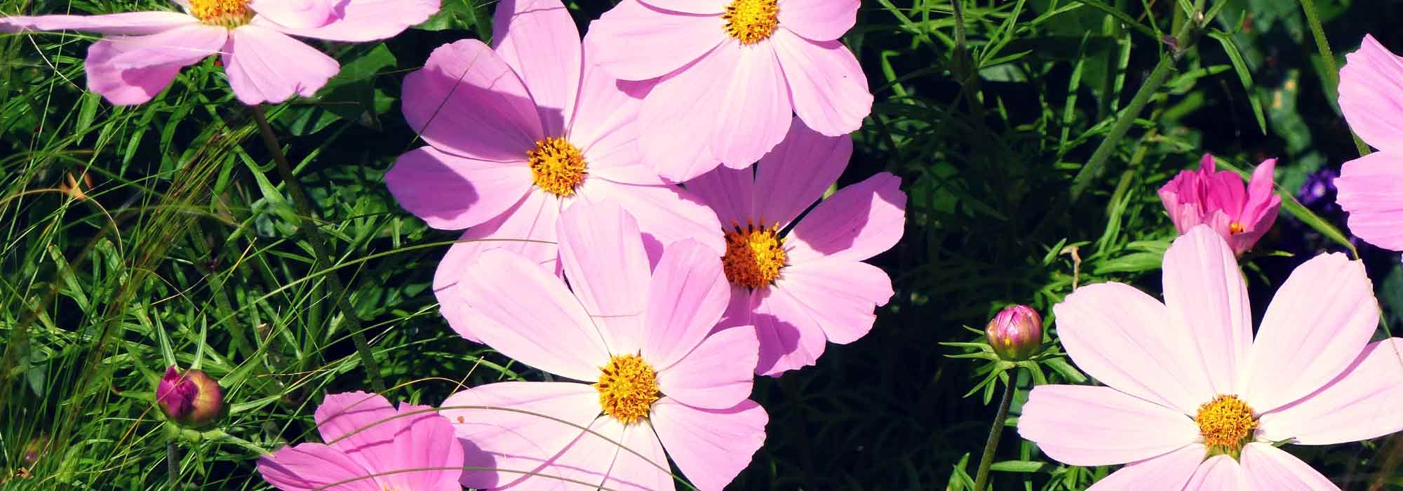 Cosmos: zaaien en planten