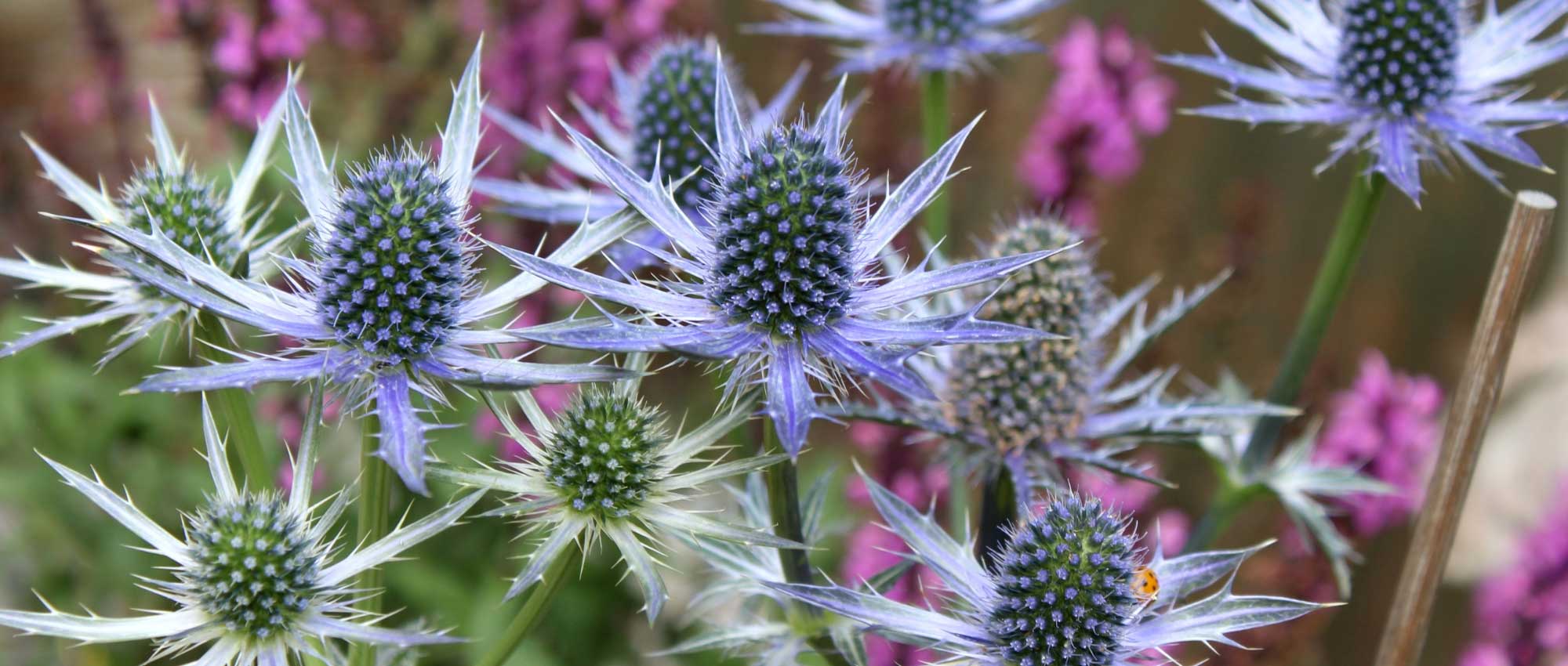 Eryngium, kruisdistel: planten, kweken en onderhoud