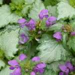 Dovenetel planten, snoeien en onderhouden