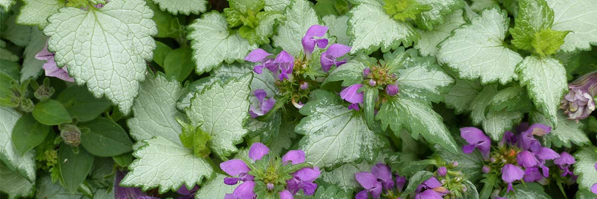Dovenetel planten, snoeien en onderhouden