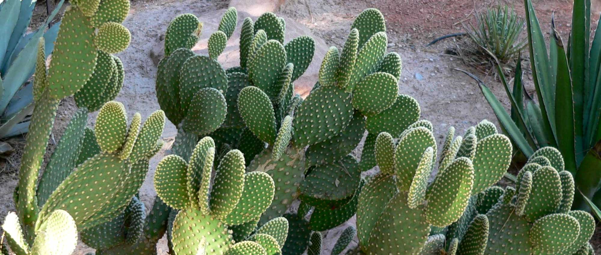 Opuntia, schijfcactus: planten, kweken en onderhoud