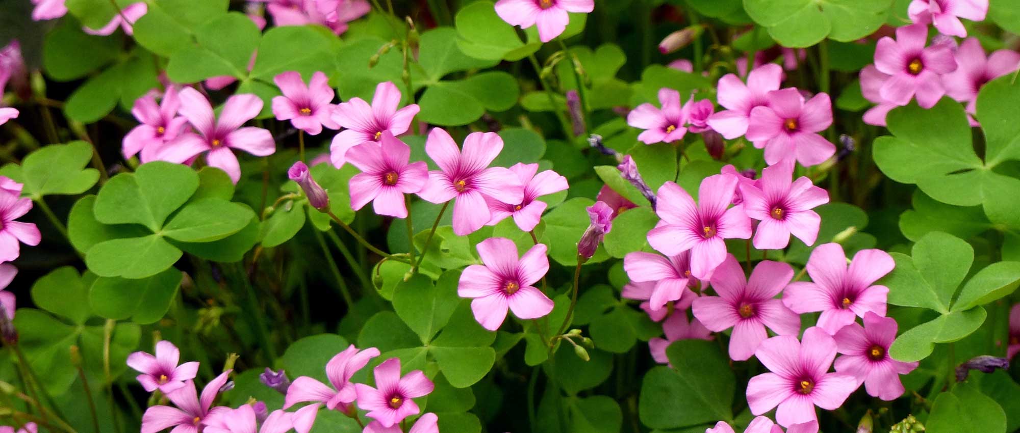 Oxalis: planten, telen en onderhouden
