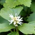 Pachysandra terminalis: planten, kweken en onderhoud