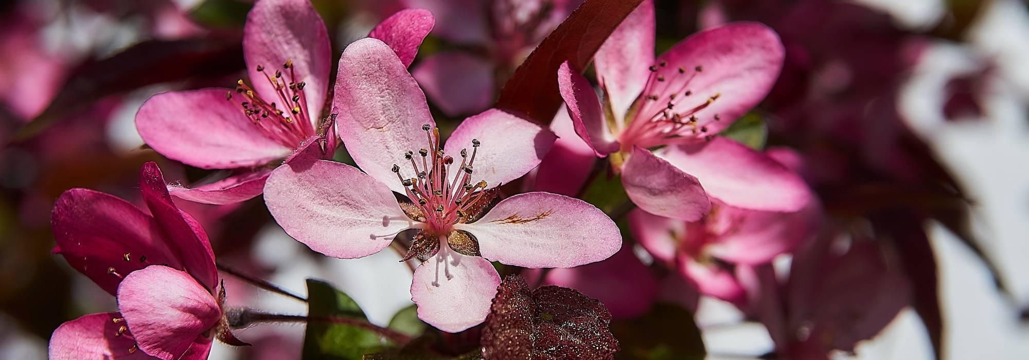 Sierappel: planten, snoeien en onderhoud