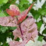 Tuinmelde: zaaien, teelt, oogst