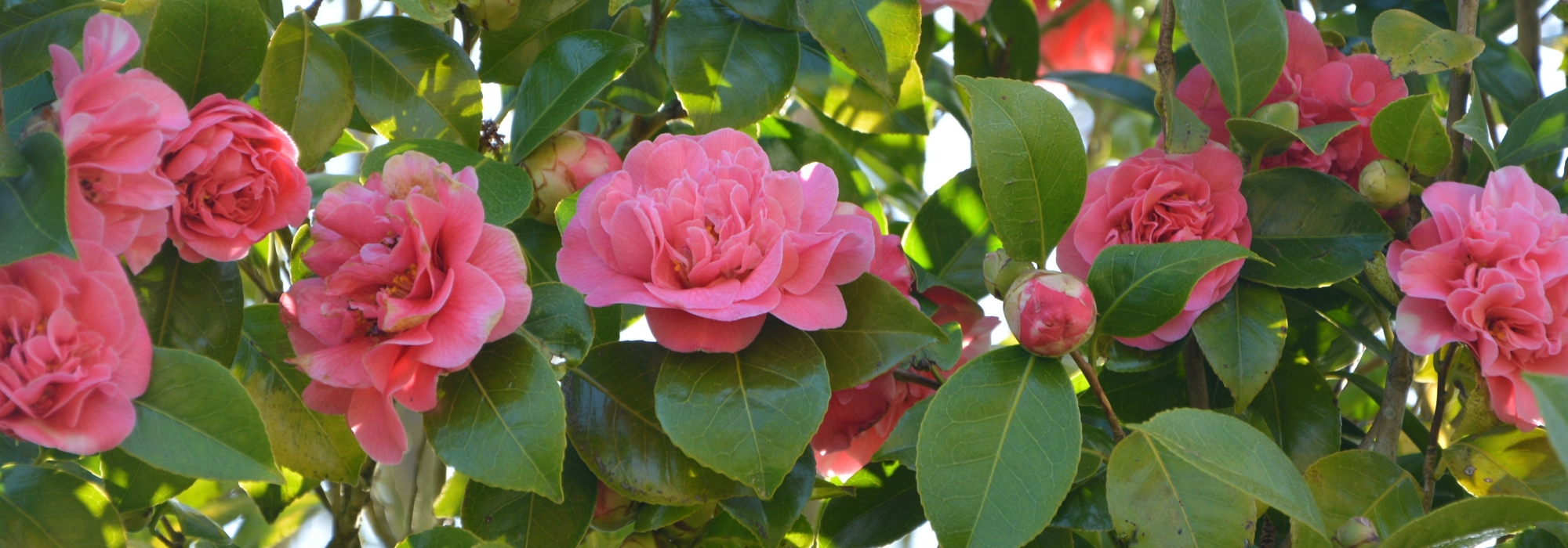 7 onmisbare camelia's