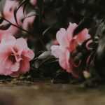 Camellia in pot: kiezen, planten en telen