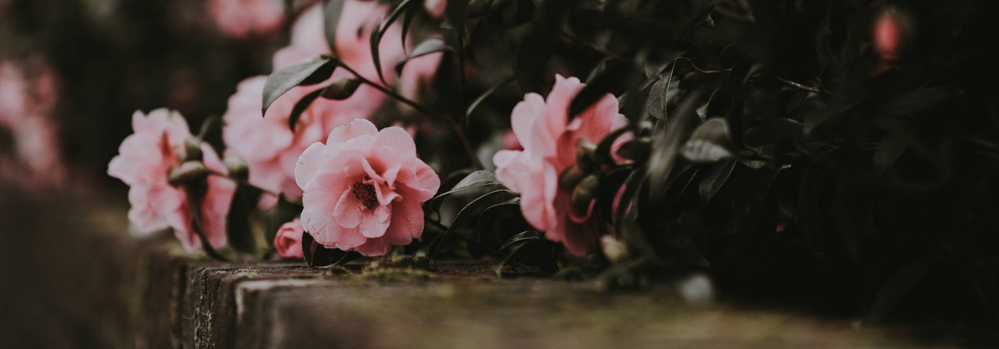 Camellia in pot: kiezen, planten en telen
