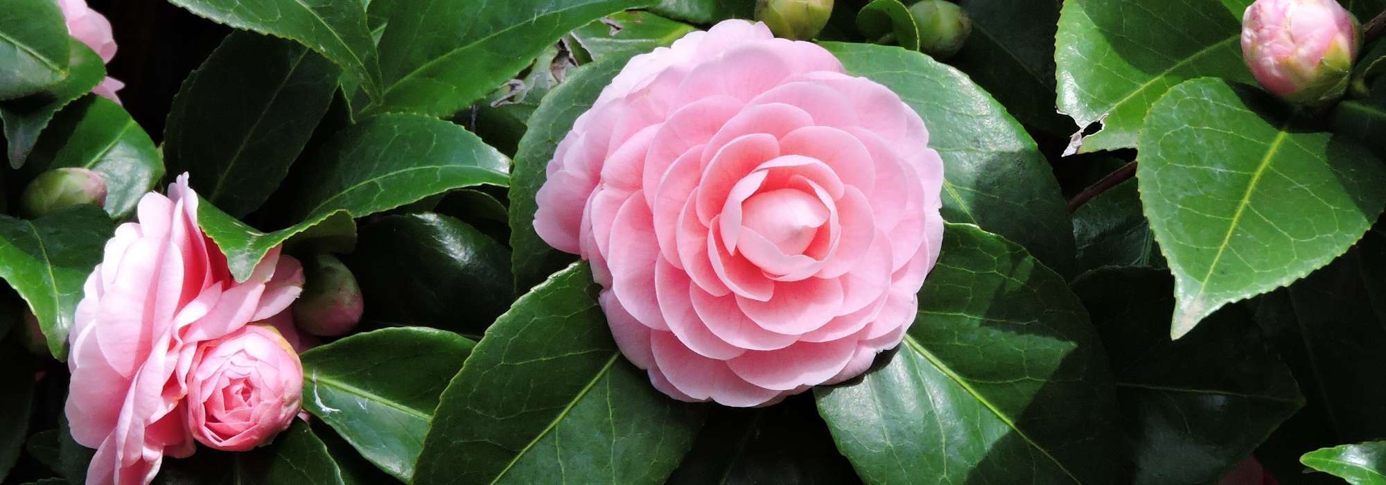 Hoe kies je de juiste camelia? Koopgids