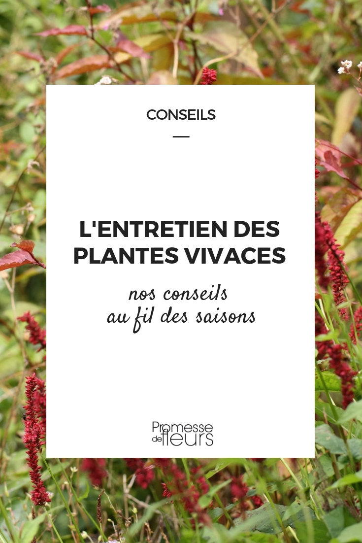 Vaste planten onderhouden