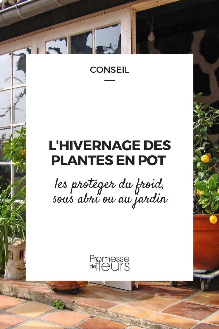 Bescherm planten in pot tegen de kou