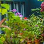 Planten in pot overwinteren om ze tegen kou te beschermen