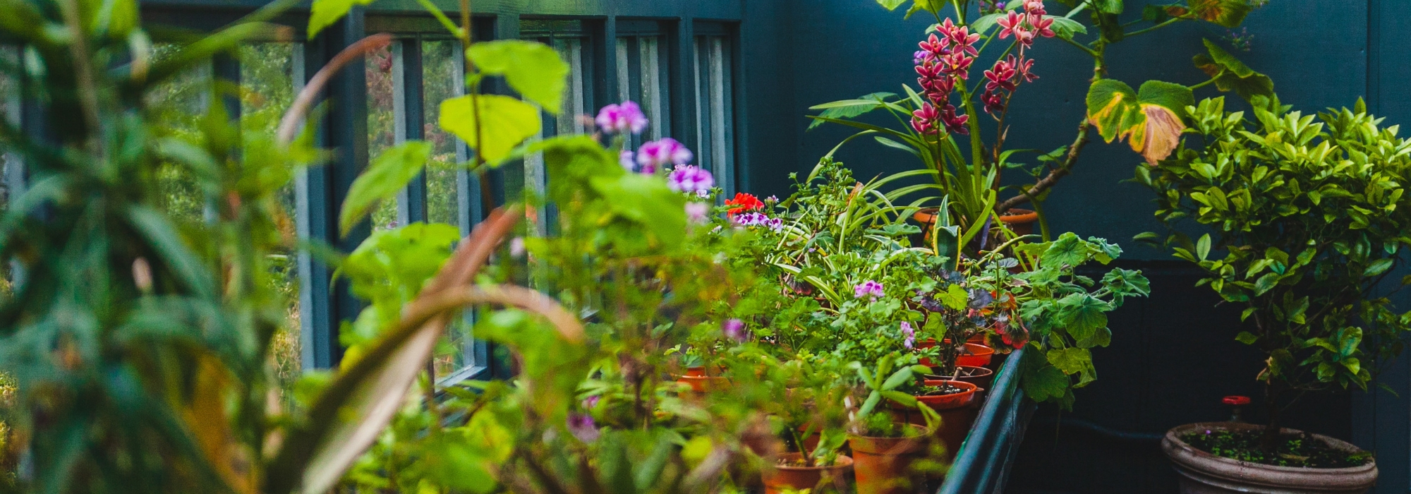 Planten in pot overwinteren om ze tegen kou te beschermen