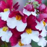 Nemesia: planten, kweken en verzorgen