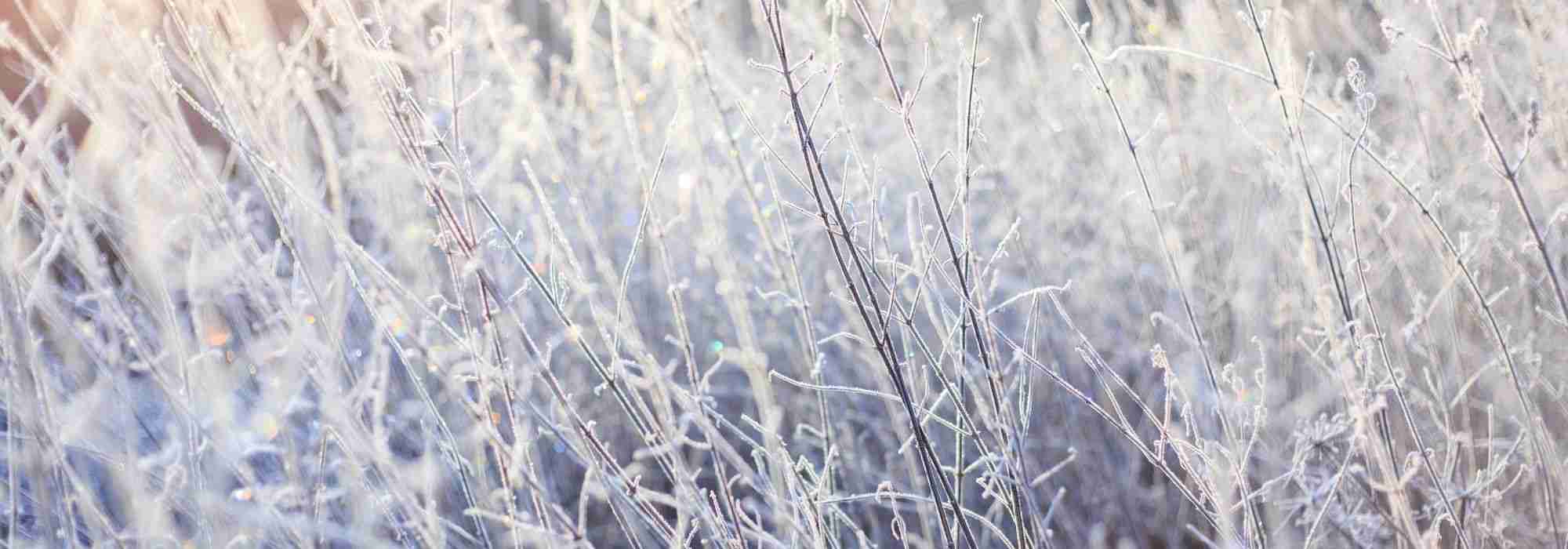 Planten beschermen tegen kou en vorst in de winter