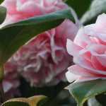 4 wilde camelia's voor een natuurlijke tuin