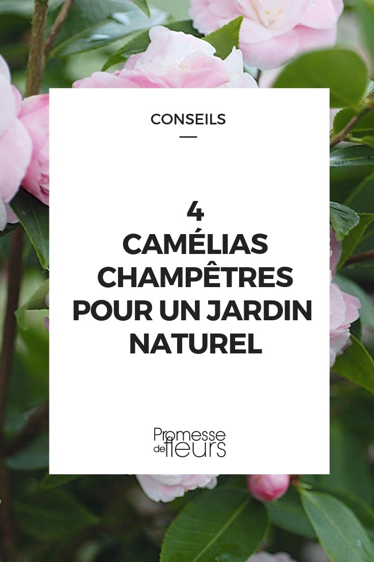 Wilde camelia's
