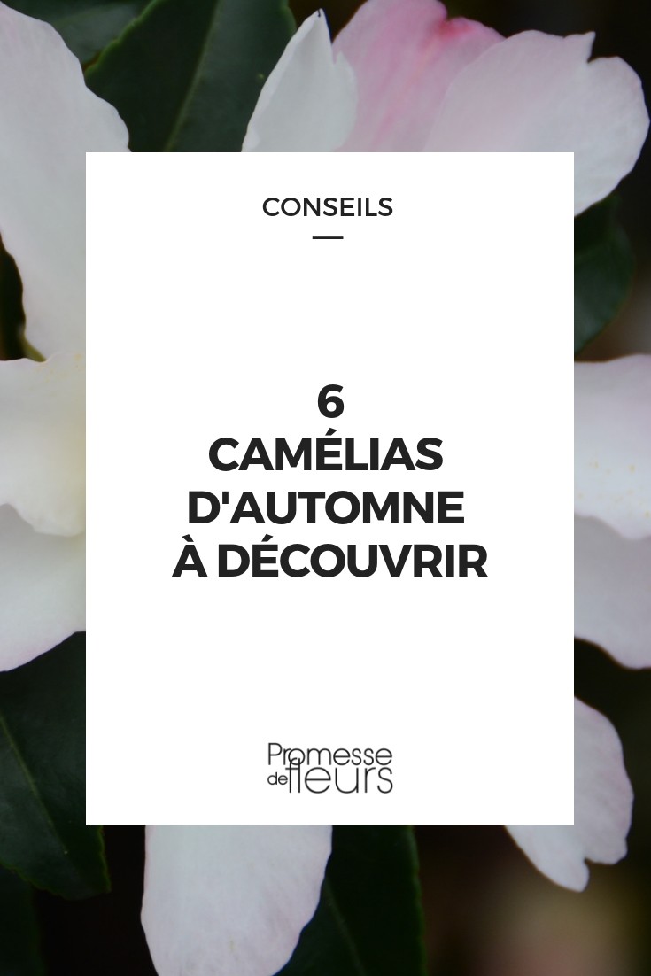 herfstcamelia