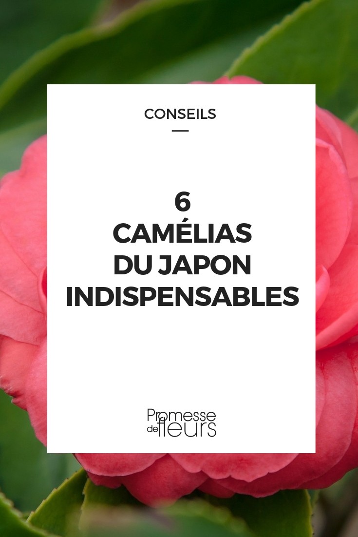 camellia japonica