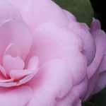6 Japanse camelia's voor je tuin