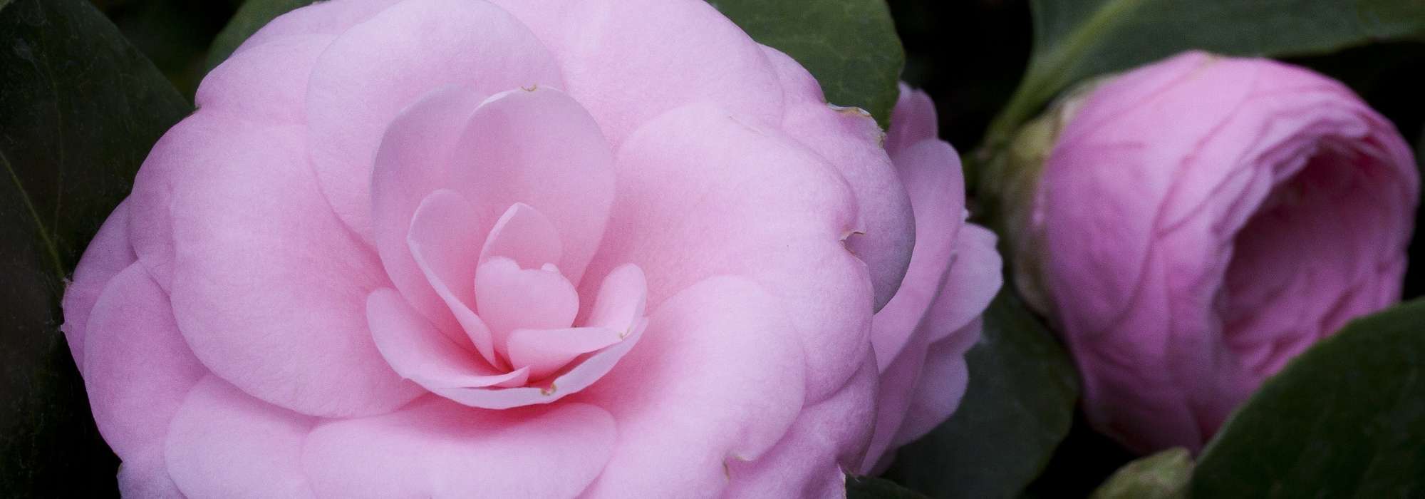 6 Japanse camelia's voor je tuin