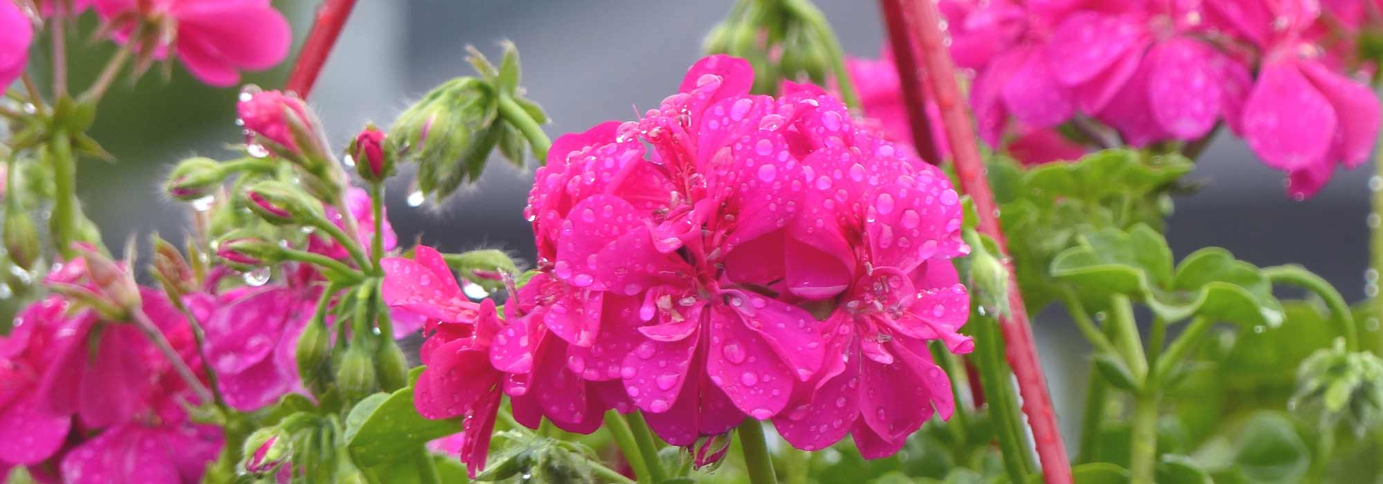 Pelargonium en geranium planten en telen